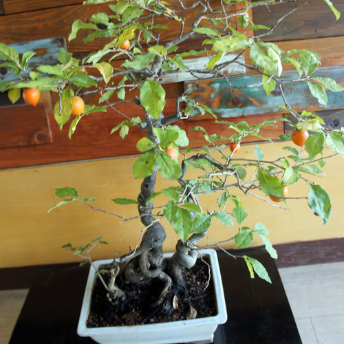 盆栽 『次郎柿』 花 インテリア 実 オブジェ 送料無料 観葉植物 174 盆栽 『次郎柿』実 和風 インテリア 園芸 花 ガーデニング おしゃれ