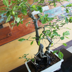 盆栽 『ブナ』 和風 インテリア 紅葉 園芸 ガーデニング