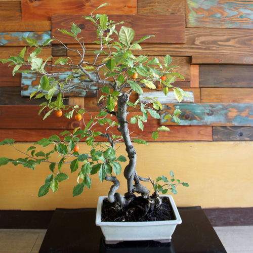 盆栽 『次郎柿』実 和風 インテリア 園芸 花 ガーデニング おしゃれ