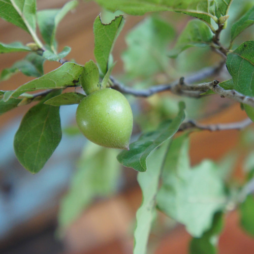 盆栽 『次郎柿』実 和風 インテリア 園芸 花 ガーデニング おしゃれ