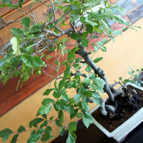 盆栽 『次郎柿』実 和風 インテリア 園芸 花 ガーデニング おしゃれ