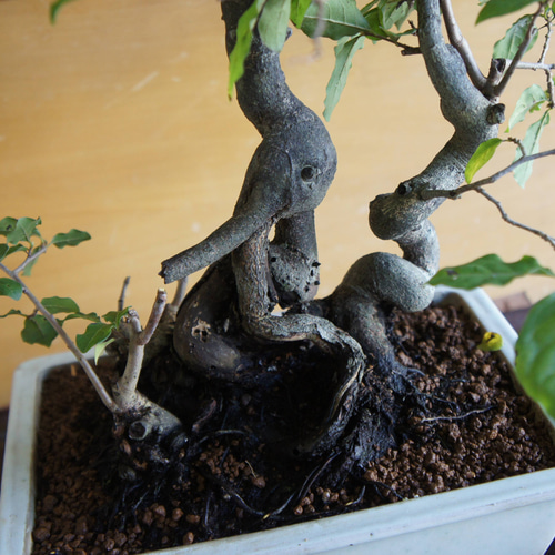 盆栽 『次郎柿』実 和風 インテリア 園芸 花 ガーデニング おしゃれ