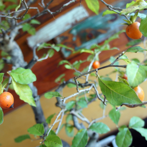 盆栽 『次郎柿』実 和風 インテリア 園芸 花 ガーデニング おしゃれ