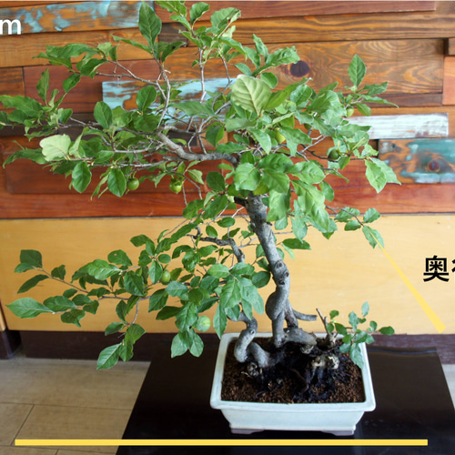 盆栽 『次郎柿』実 和風 インテリア 園芸 花 ガーデニング おしゃれ