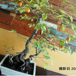 盆栽 『次郎柿』実 和風 インテリア 園芸 花 ガーデニング おしゃれ