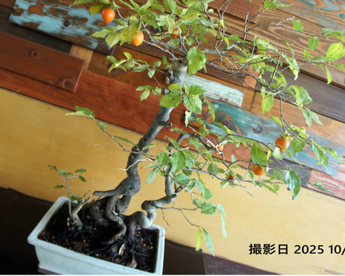 盆栽 『次郎柿』 花 インテリア 実 オブジェ 送料無料 観葉植物 174 fe1c439b656a9c90e96bd7950f9410