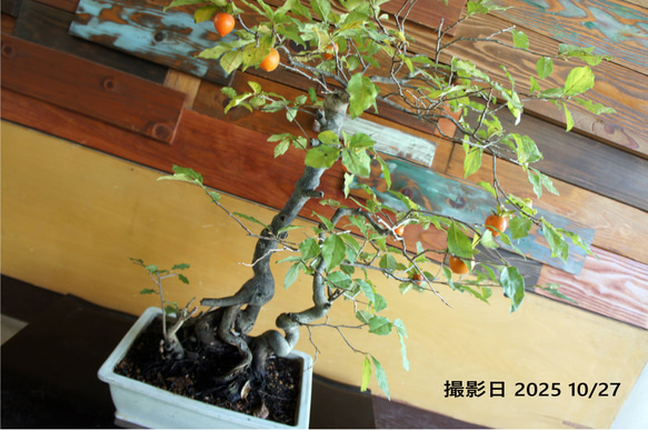 盆栽 『次郎柿』実 和風 インテリア 園芸 花 ガーデニング おしゃれ