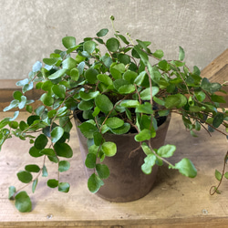 多肉植物 コノフィツム ビロブム 多肉植物 plant life 通販