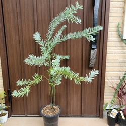 オリーブ　エルグレコ　ストーンデザイン鉢植え　大苗　シンボルツリー 再販♡ 大きめ♪オリーブの木 エルグレコ お洒落 タイルストーン