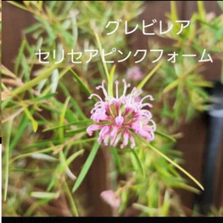 キングプロテア　シナロイデス　鉢植え　苗　ワイルドフラワー　ドライガーデン キングプロテア シナロイデス 鉢植え 苗 ワイルドフラワー