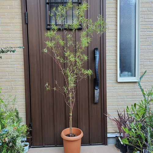 グレビレア　セリセアピンクフォーム　鉢植え　大苗　オージープランツ　レア グレビレア セリセアピンクフォーム 鉢植え ネイティブフラワー