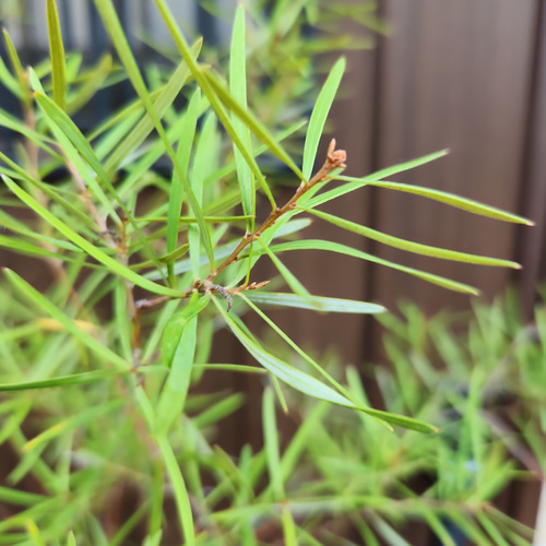 グレビレア セリセアピンクフォーム 鉢植え ネイティブフラワー