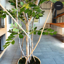 光触媒　人工観葉植物　ウォールグリーン　フェイクグリーン　トネリコ11553 5枚目の画像