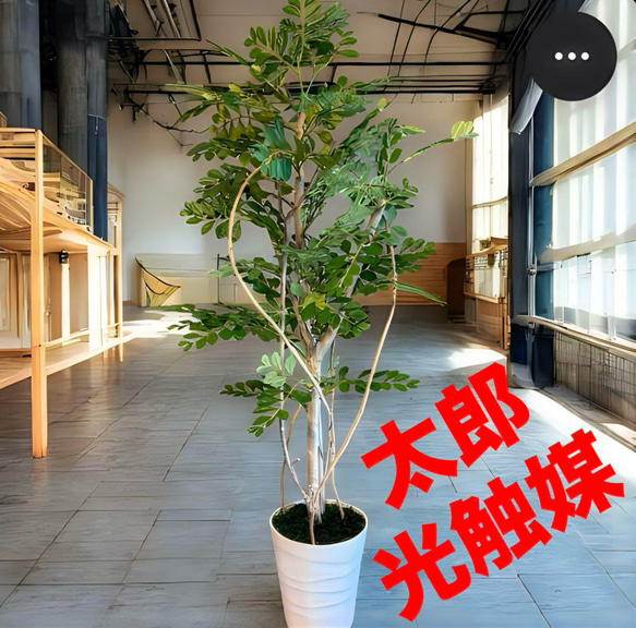 光触媒　人工観葉植物　ウォールグリーン　フェイクグリーン　トネリコ11553 1枚目の画像