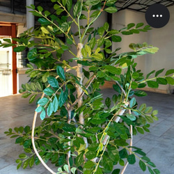 光触媒　人工観葉植物　ウォールグリーン　フェイクグリーン　トネリコ11553 3枚目の画像