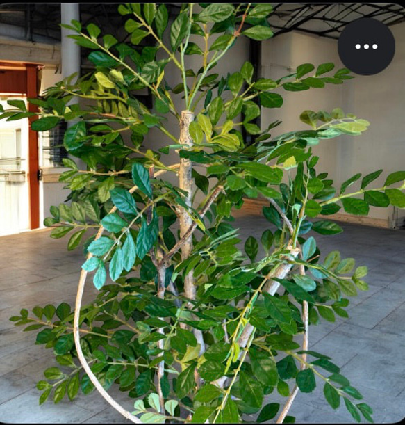 光触媒　人工観葉植物　ウォールグリーン　フェイクグリーン　トネリコ11553 3枚目の画像