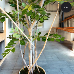 光触媒　人工観葉植物　ウォールグリーン　フェイクグリーン　トネリコ11553 4枚目の画像