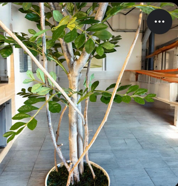 光触媒　人工観葉植物　ウォールグリーン　フェイクグリーン　トネリコ11553 4枚目の画像