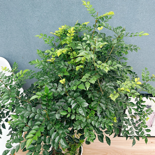 現品］10番 シマトネリコ 曲がり 8号 観葉植物 大型 屋外 ベランダ