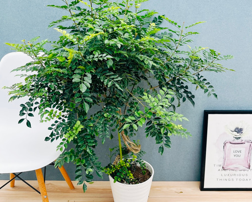 現品］10番 シマトネリコ 曲がり 8号 観葉植物 大型 屋外 ベランダ