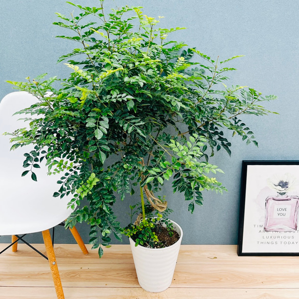 現品］10番 シマトネリコ 曲がり 8号 観葉植物 大型 屋外 ベランダ