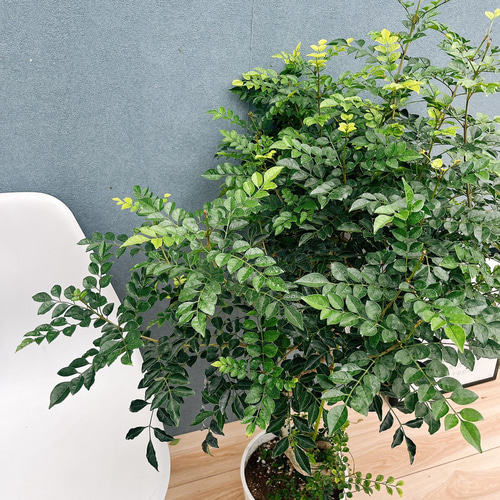 現品］10番 シマトネリコ 曲がり 8号 観葉植物 大型 屋外 ベランダ