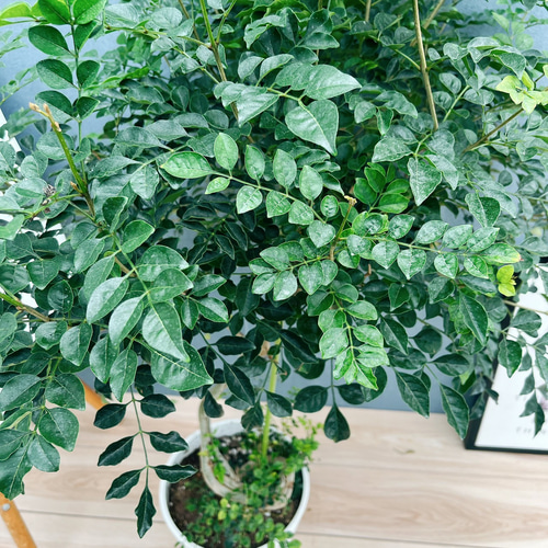 ［現品］10番　シマトネリコ　曲がり　8号　大型　屋外　ベランダ　おしゃれ 現品］10番 シマトネリコ 曲がり 8号 観葉植物 大型 屋外 ベランダ