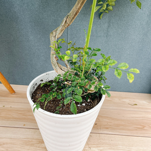 現品］10番 シマトネリコ 曲がり 8号 観葉植物 大型 屋外 ベランダ