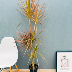 現品］【希少】8番 アロエ ラモシシマ 7号 観葉植物 レア