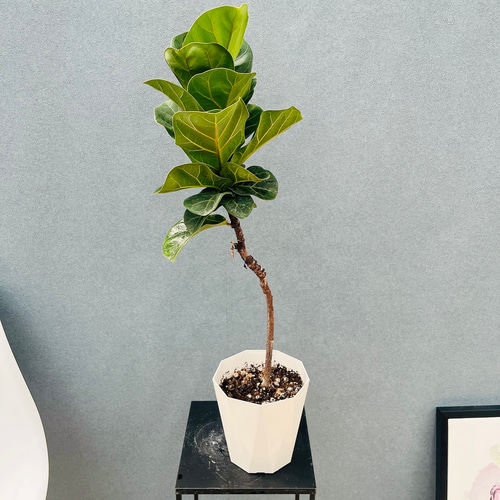 現品］A1 フィカス リラータ バンビーノ 5号 観葉植物 室内