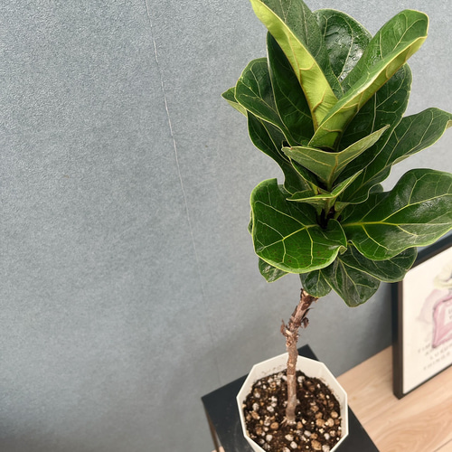 現品］A1 フィカス リラータ バンビーノ 5号 観葉植物 室内