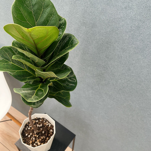 現品］A1 フィカス リラータ バンビーノ 5号 観葉植物 室内