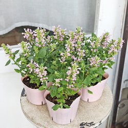 ユーカリポポラス フレッシュ30〜45センチ10本 その他インテリア