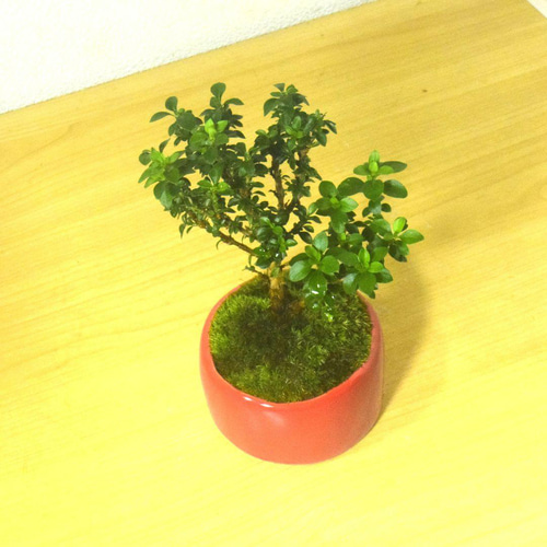 POTOCO 八房白丁花 ハクチョウゲ 観葉植物 陶器鉢 盆栽 小品盆栽 苔玉