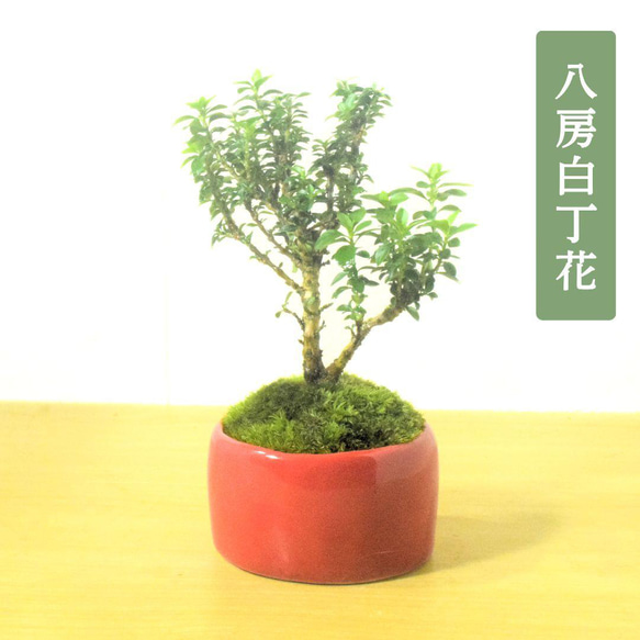 POTOCO 八房白丁花 ハクチョウゲ 観葉植物 陶器鉢 盆栽 小品盆栽