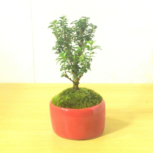 POTOCO 八房白丁花 ハクチョウゲ 観葉植物 陶器鉢 盆栽 小品盆栽 苔玉