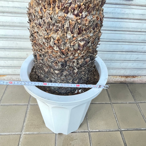 大型！ 樹形抜群 ソテツ 蘇鉄 Cycas revoluta その他インテリア雑貨