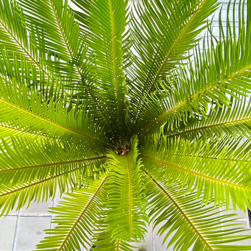 大型！ 樹形抜群 ソテツ 蘇鉄 Cycas revoluta その他インテリア雑貨