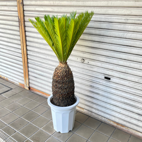 大型！ 樹形抜群 ソテツ 蘇鉄 Cycas revoluta その他インテリア