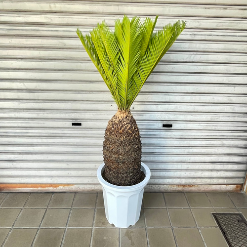 ソテツ『幹太、全長約160㎝』 楽天市場】【送料無料】ソテツ 観葉植物 8号鉢大苗 リビングや