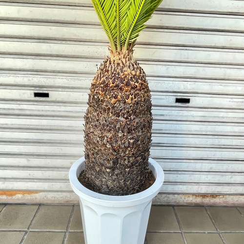 大型！ 樹形抜群 ソテツ 蘇鉄 Cycas revoluta その他インテリア雑貨