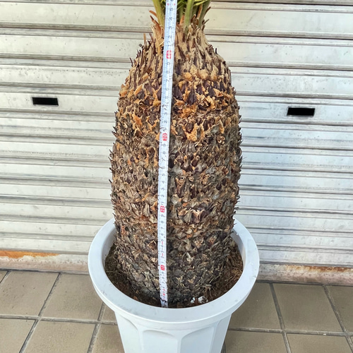 大型！ 樹形抜群 ソテツ 蘇鉄 Cycas revoluta その他インテリア雑貨