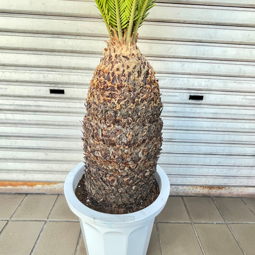 大型！ 樹形抜群 ソテツ 蘇鉄 Cycas revoluta その他インテリア雑貨