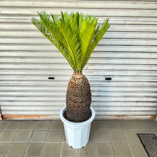 大型！ 樹形抜群 ソテツ 蘇鉄 Cycas revoluta その他インテリア雑貨