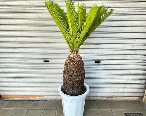 b6c9bf82e20af99de5b7ec07a343ea