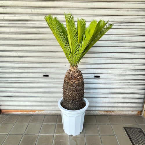 大型！ 樹形抜群 ソテツ 蘇鉄 Cycas revoluta その他インテリア雑貨