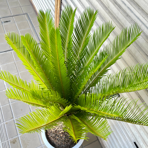 大型！ 樹形抜群 ソテツ 蘇鉄 Cycas revoluta その他インテリア雑貨