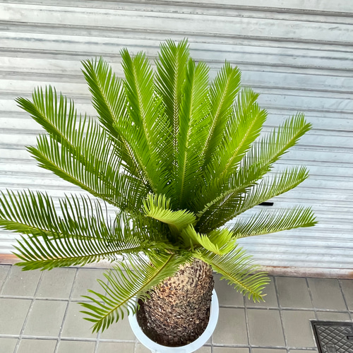 大型！ 樹形抜群 ソテツ 蘇鉄 Cycas revoluta その他インテリア雑貨