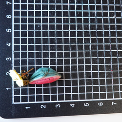 つまみ細工「スイカのピアス・イヤリング」 8枚目の画像