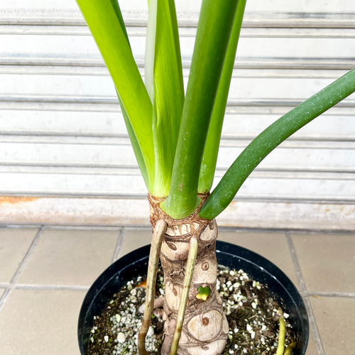 幹立ち Hilodendron selloum フィロデンドロン・セローム その他